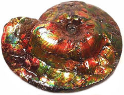 ammonites horns ammon reproduction egyptian god